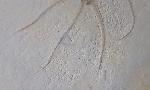 Geocoma carinata (GOLDFUSS 1833) - Bild © FossNet FossilienStore